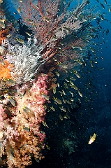 Raja Ampat 2016 - Corail - IMG_5132_rc